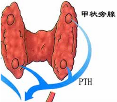 甲功异常是什么意思_异常功能亢进是什么意思_什么叫甲功能异常