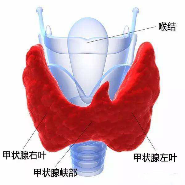 什么叫甲功能异常_异常功能亢进是什么意思_甲功异常是什么意思