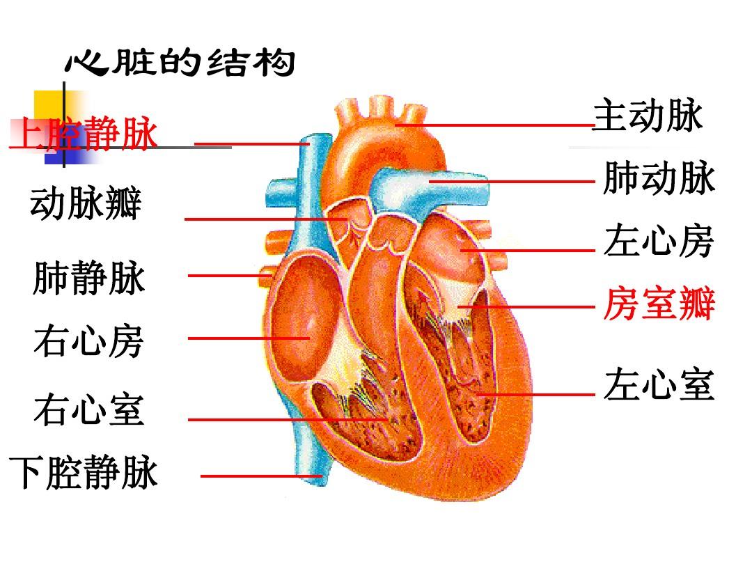 心室扑动室性心动过速_阵发性室上性心动过扑_阵发性心房扑动的治疗