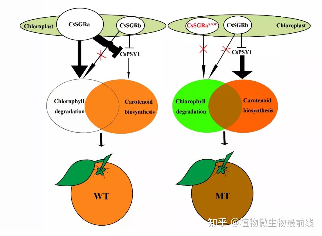 生物化学第七版电子版_化学生物学课本_生物化学课本电子版txt