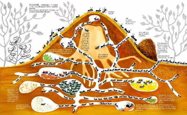 蚂蚁王国的故事_蚂蚁王国历险记_蚂蚁王国在哪