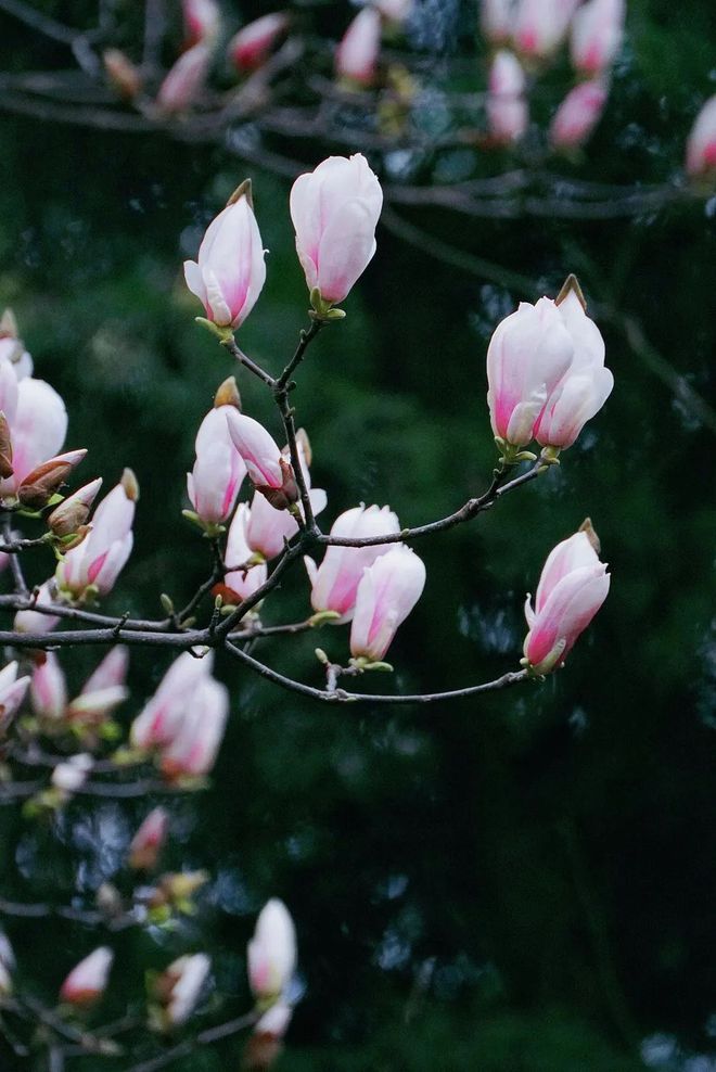 花园乐趣多作文_花园的乐趣_花园的乐趣游戏在线玩