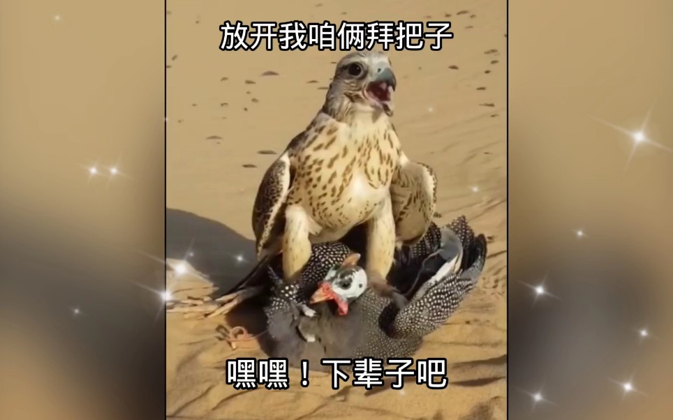 老鹰捉小鸡的特殊意思_老鹰捉小鸡这几个字什么意思_抓小鸡的老鹰叫什么