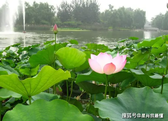 宝格丽时来运转项链图_宝格丽项链时来运转多少钱_宝格丽时来运转项链的寓意