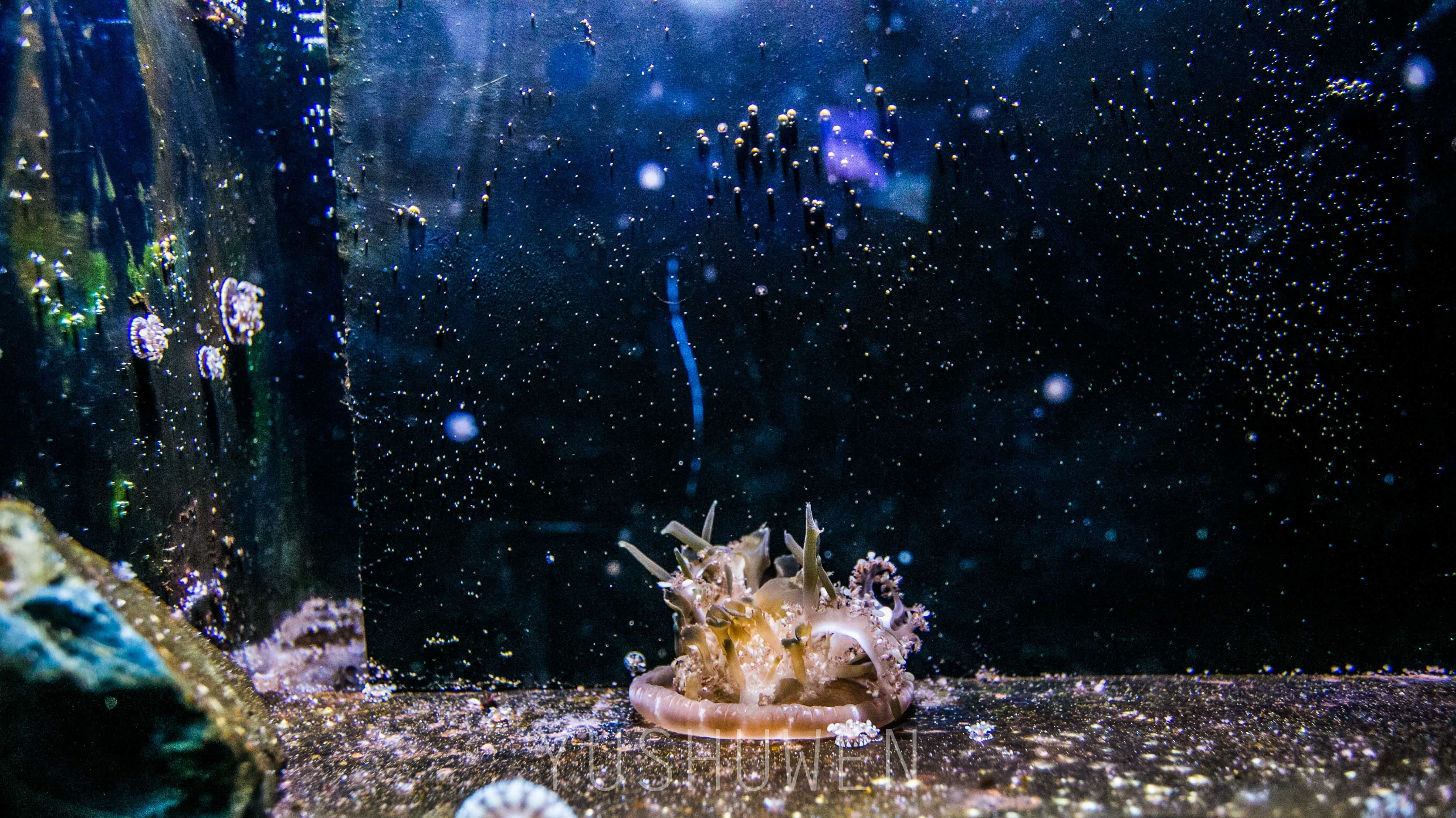 海洋水族馆攻略_海水族馆下载_海洋水族馆游戏xiazai