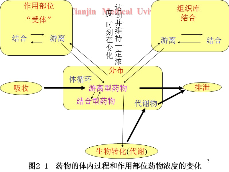 药物动力学模型_药代动力学模拟参数_药代动力学模型的选择