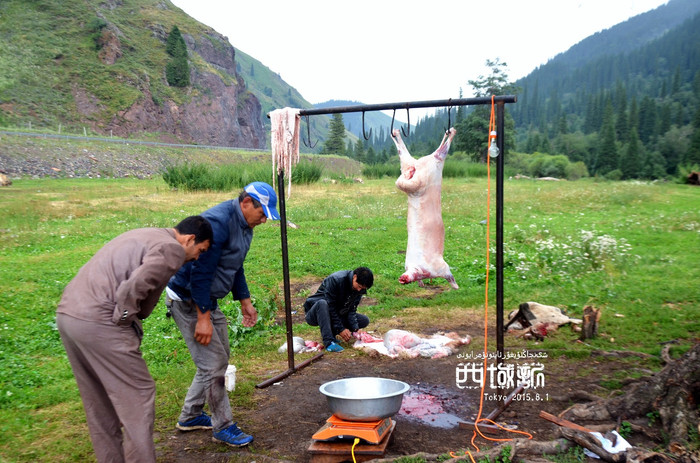 有杀羊的视频_高手杀羊视频全过程_高手女人杀羊视频