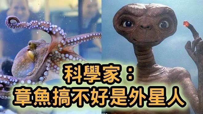 章鱼外星人的遗留物_章鱼型外星人_章鱼是外星人