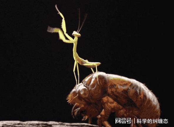 水果大战害虫植物图鉴_水果大战害虫害虫图鉴_水果大战害虫原版