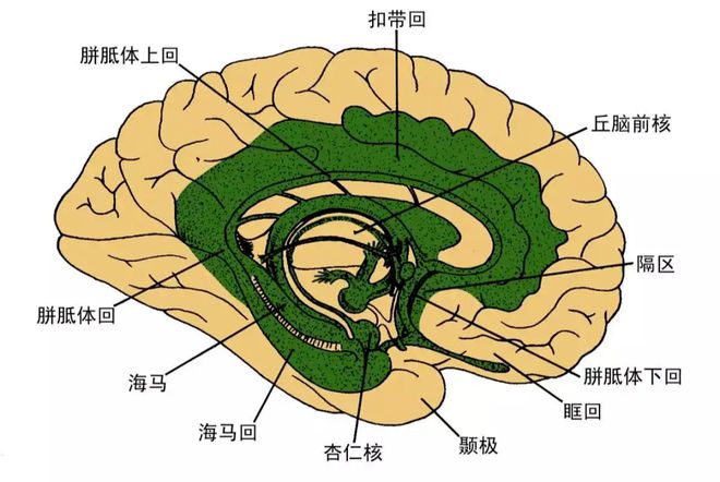 记不住名字是大脑哪个区域_大脑的名字_大脑脑回名称