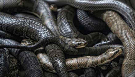 小黑蛇出现是几级_小黑蛇宠物_小黑蛇机制