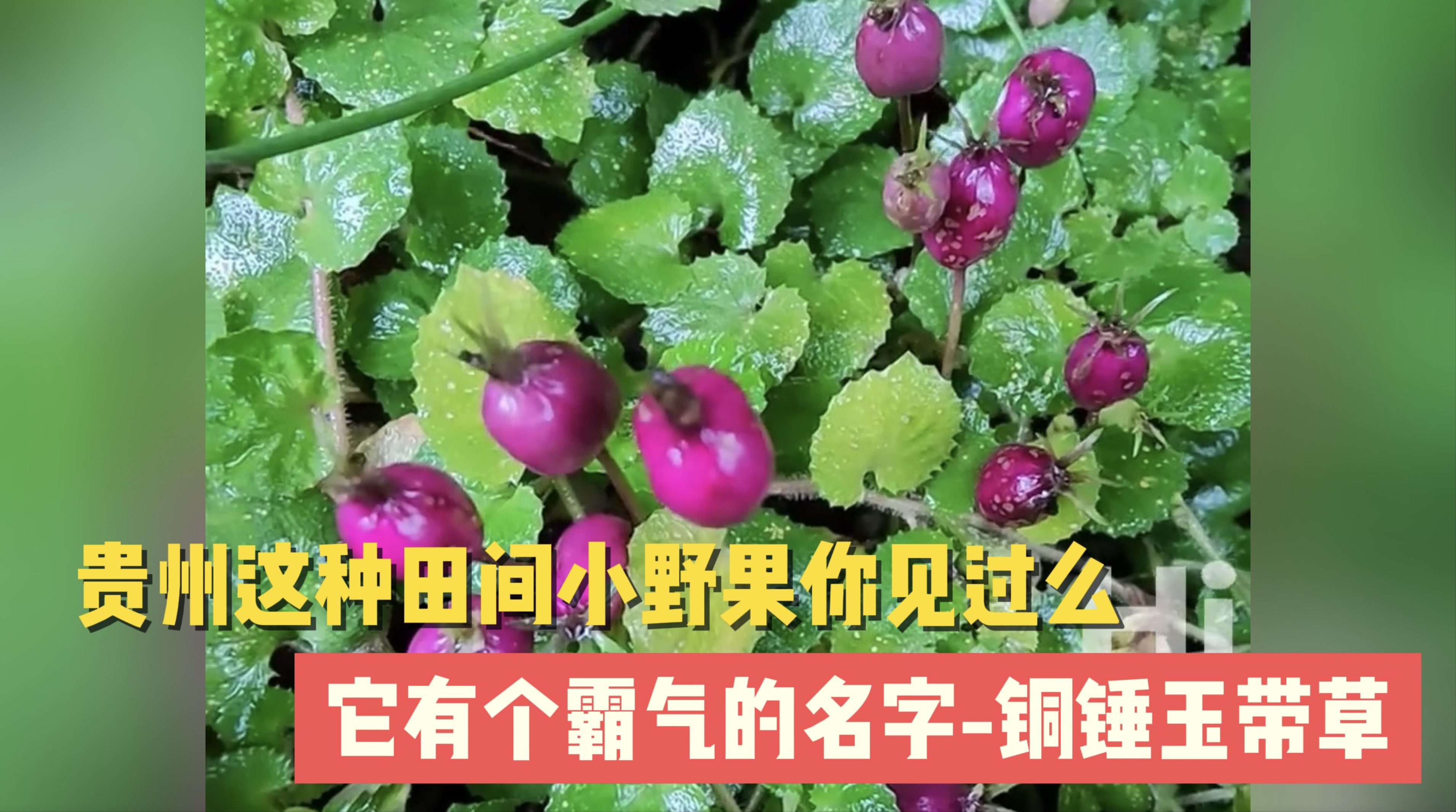 网页游戏平台_网页游戏在线玩_2133网页游戏