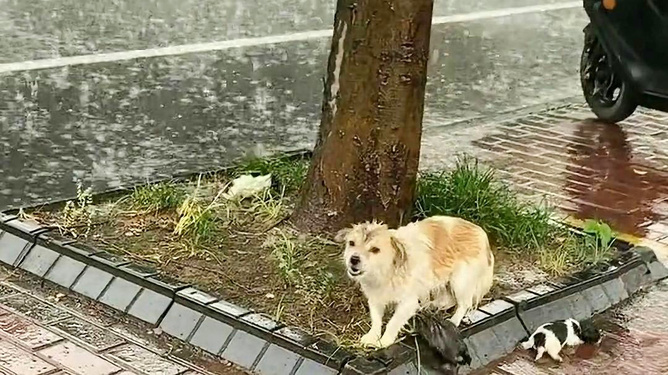 流浪狗要生小狗了_流浪狗要生小狗了怎么办_流浪狗生了小狗的存活率