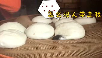 粪作恋爱游戏下载 