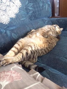 我爱躲猫猫游戏无广告 