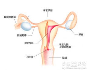 泡泡大作战游戏手机游戏 