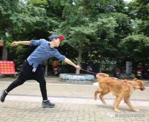 遇见你的狗狗游戏手机版 